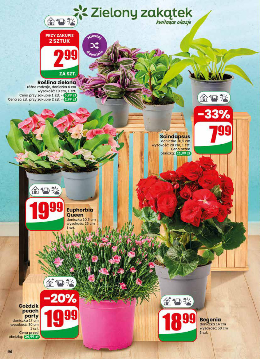 Dino gazetka promocyjna 10.06-16.06.2026 — strona 66 z 79