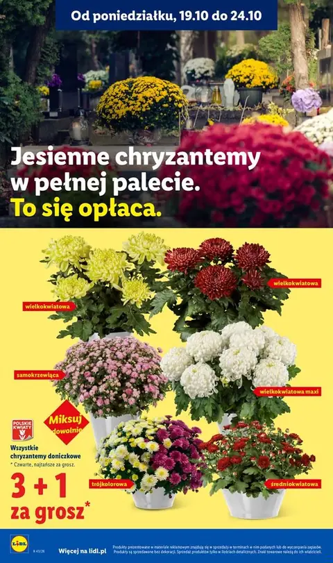 Lidl gazetka promocyjna 22.10-24.10.2026 — strona 102 z 99