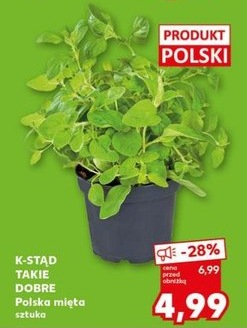 mięta