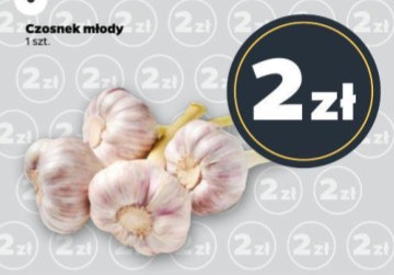 czosnek młody