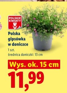 gipsówka w doniczce