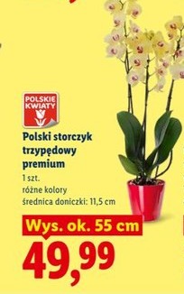 storczyk trzypędowy premium