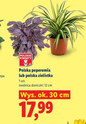 peperomia lub zielistka