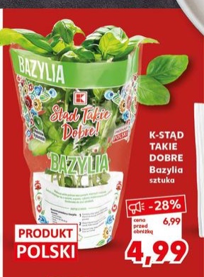 bazylia w doniczce