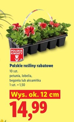 polskie rośliny rabatowe
