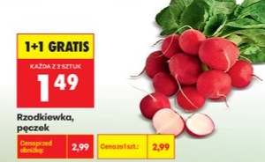 rzodkiewka