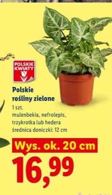 rośliny zielone