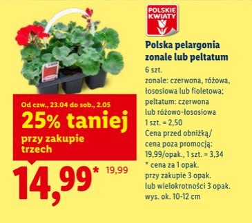 pelargonia peltatum
