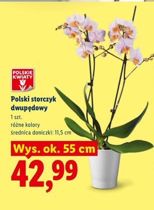 storczyk dwupędowy