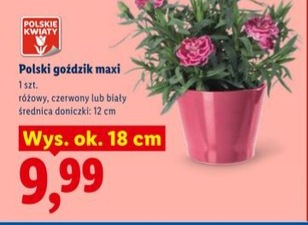 goździk maxi