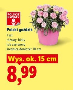 goździk