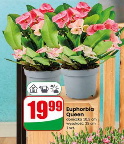 euphorbia queen