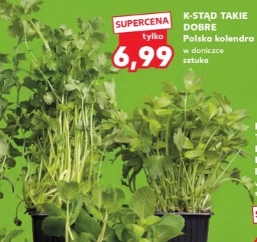 kolendra w doniczce