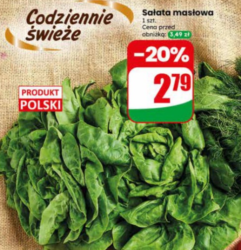 sałata masłowa