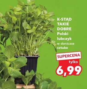 lubczyk w doniczce