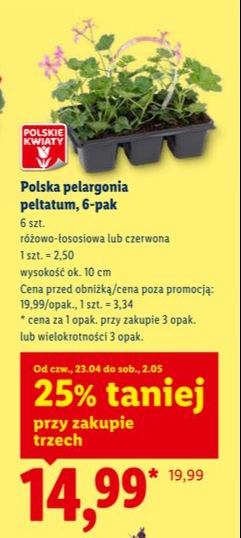 pelargonia znalezona